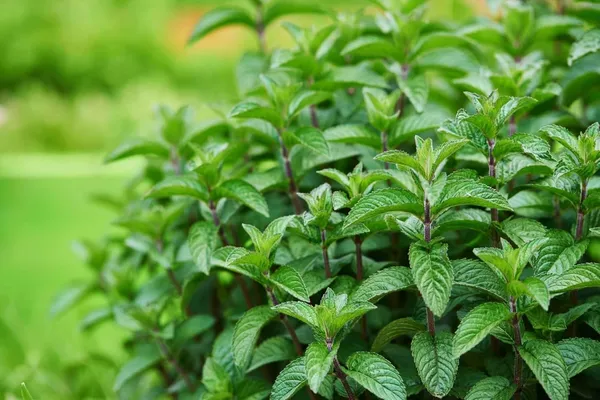 Mint_Seeds_Premium_-_Pack_Of_3