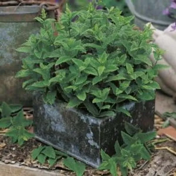 Mint_Seeds_Premium_-_Pack_Of_3