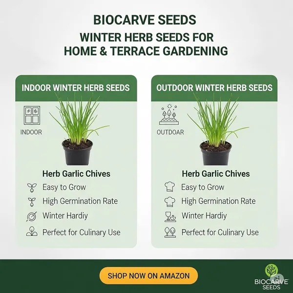 Garlic_Chives_Seeds_-_Pack_Of_3