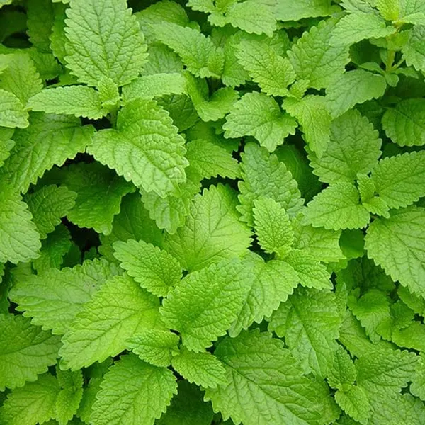 Lemon_Balm_Herb_Seeds_-_Pack_Of_3