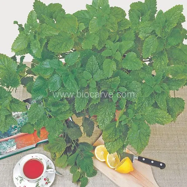 Lemon_Balm_Herb_Seeds_-_Pack_Of_3