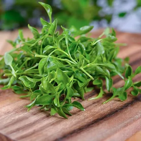 Watercress_Seeds_-_Pack_Of_3