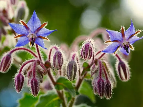 Borage_Herb_Seeds_-_Pack_Of_3