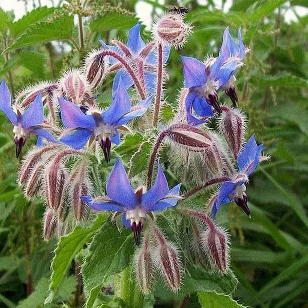 Borage_Herb_Seeds_-_Pack_Of_3