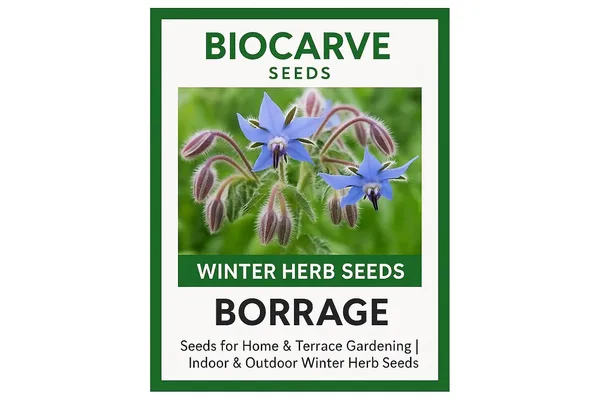 Borage_Herb_Seeds_-_Pack_Of_3