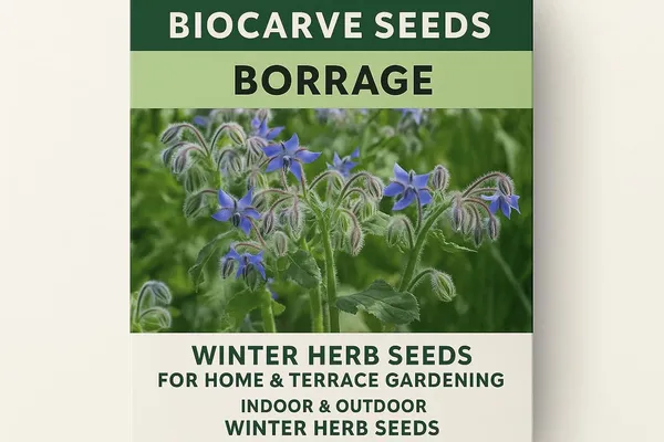 Borage_Herb_Seeds_-_Pack_Of_3