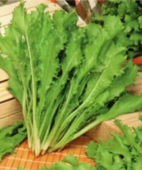 Wild_Rocket_Herb_Seeds__Pack_Of_3