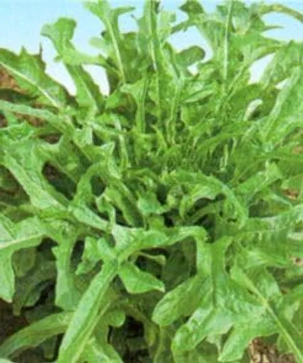 Wild_Rocket_Herb_Seeds__Pack_Of_3