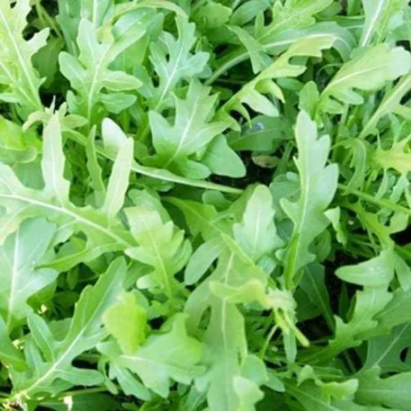 Wild_Rocket_Herb_Seeds__Pack_Of_3