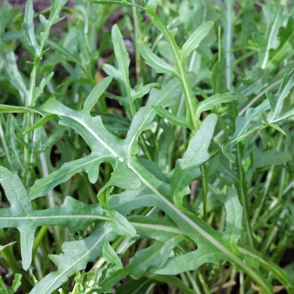 Wild_Rocket_Herb_Seeds__Pack_Of_3