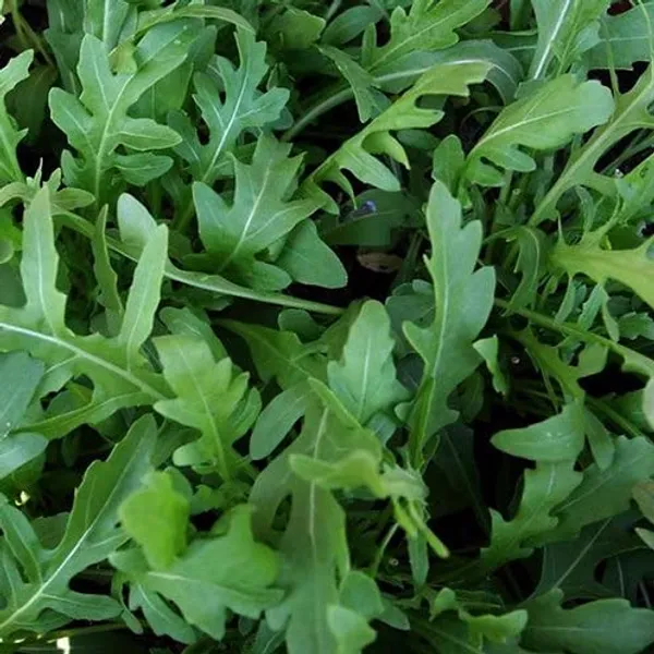Wild_Rocket_Herb_Seeds__Pack_Of_3