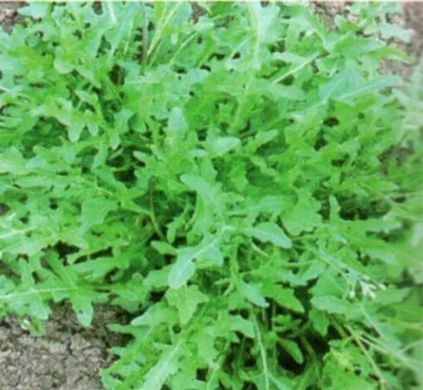 Wild_Rocket_Herb_Seeds__Pack_Of_3