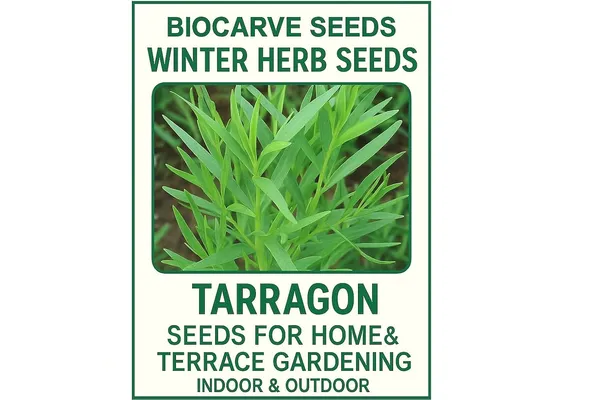 Tarragon_Herb_Seeds_-_Pack_Of_3