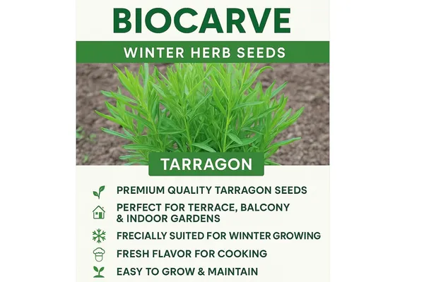Tarragon_Herb_Seeds_-_Pack_Of_3