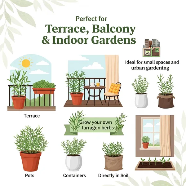 Tarragon_Herb_Seeds_-_Pack_Of_3
