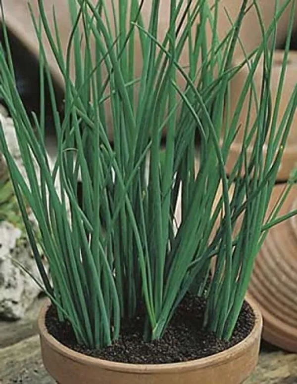 Chive_Seeds_-_Pack_Of_2