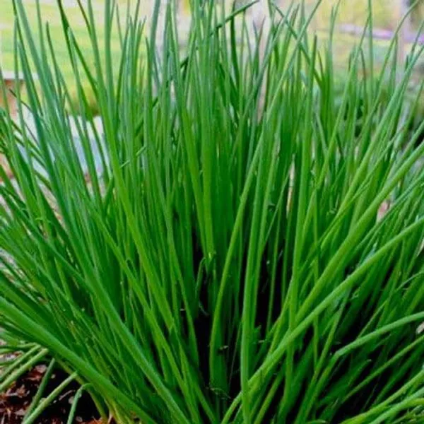 Chive_Seeds_-_Pack_Of_2