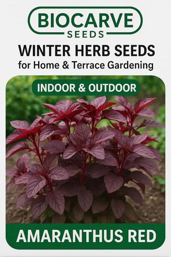 Amaranthus_Herb_Seeds_-_Pack_Of_3