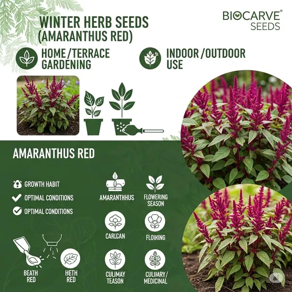Amaranthus_Herb_Seeds_-_Pack_Of_3