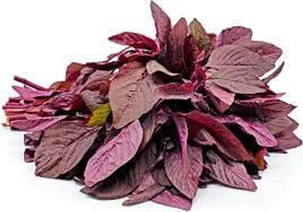 Amaranthus_Herb_Seeds_-_Pack_Of_3