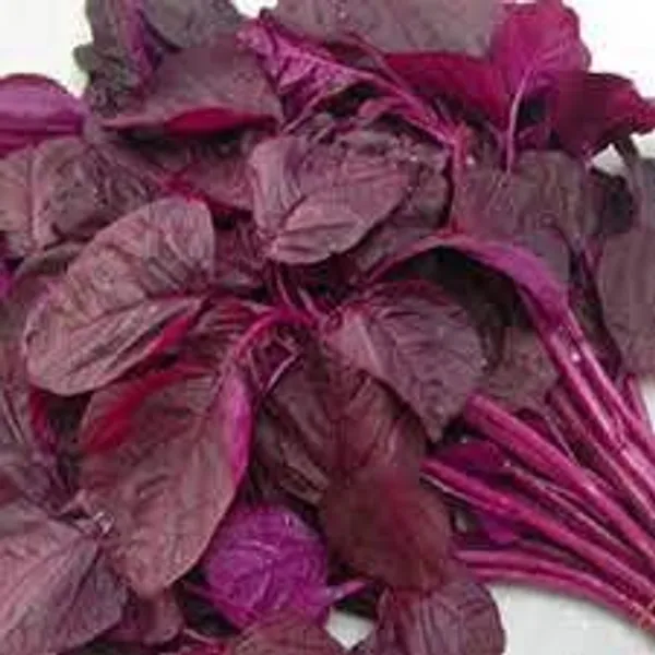 Amaranthus_Herb_Seeds_-_Pack_Of_3