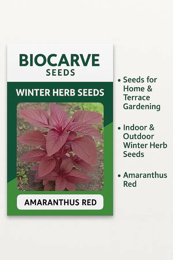 Amaranthus_Herb_Seeds_-_Pack_Of_3