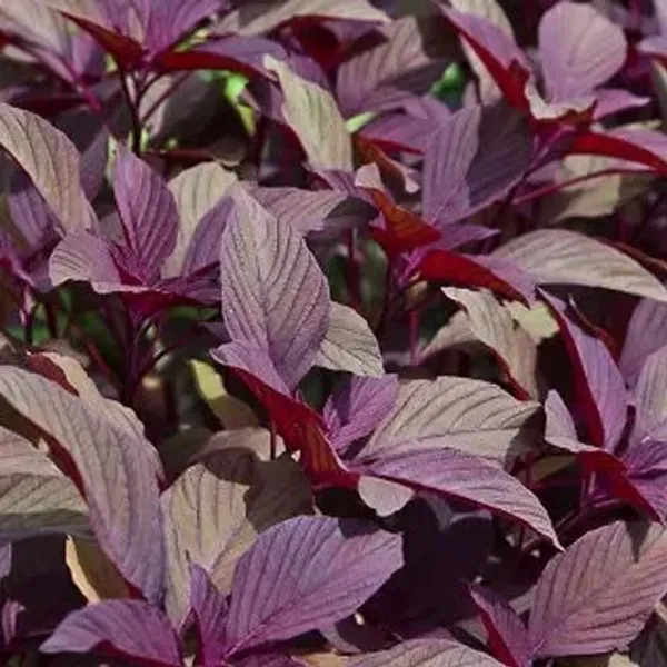 Amaranthus_Herb_Seeds_-_Pack_Of_3