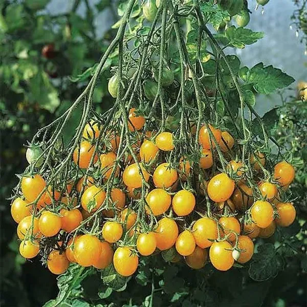 Tomato_Seeds_-_Pack_Of_3