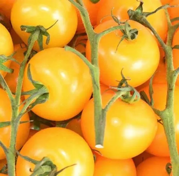 Tomato_Seeds_-_Pack_Of_3