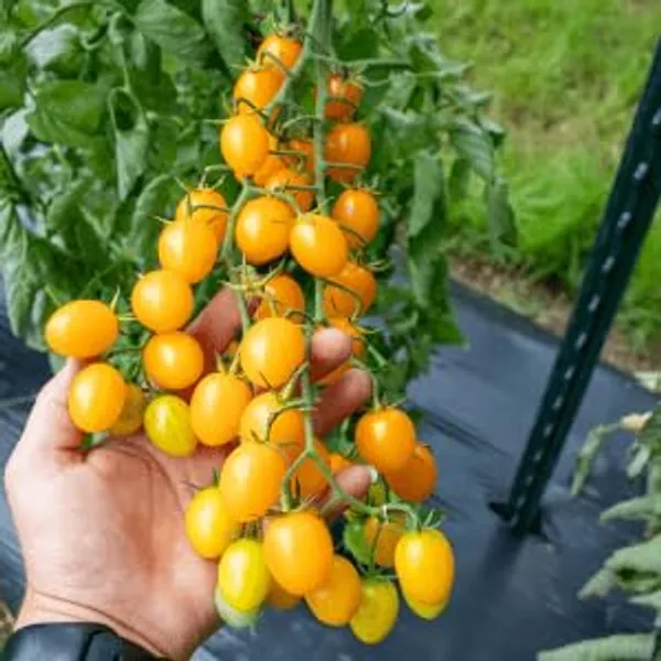 Tomato_Seeds_-_Pack_Of_3