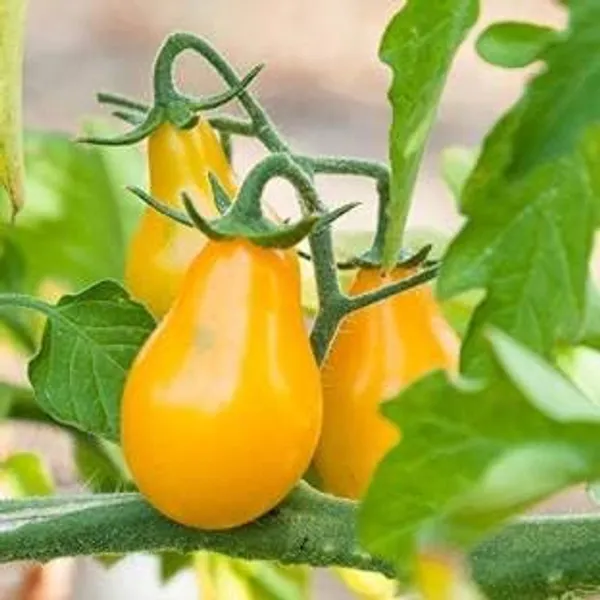 Tomato_Seeds_-_Pack_Of_3