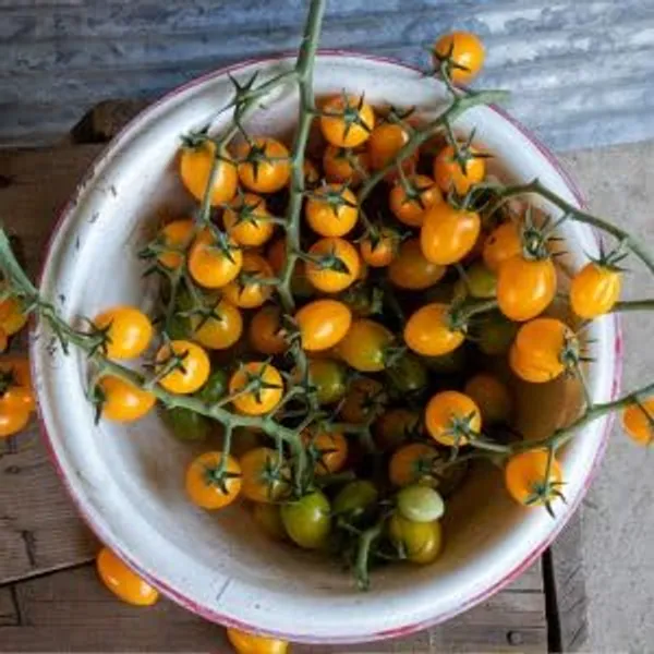 Tomato_Seeds_-_Pack_Of_3