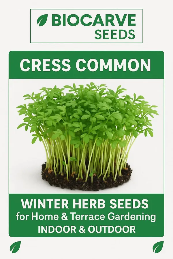 Cress_Commom_Herb_Seeds_-_Pack_Of_3