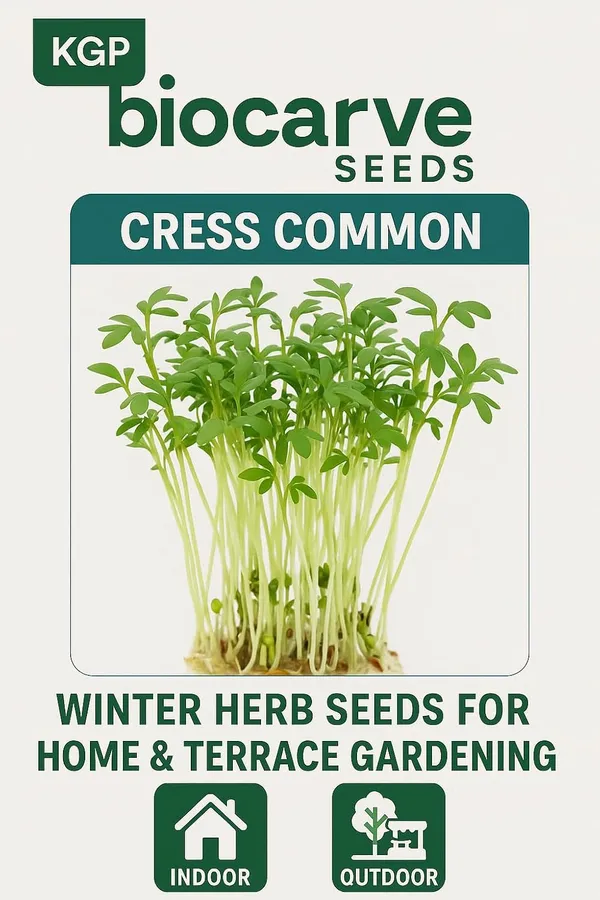 Cress_Commom_Herb_Seeds_-_Pack_Of_3