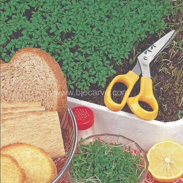 Cress_Commom_Herb_Seeds_-_Pack_Of_3