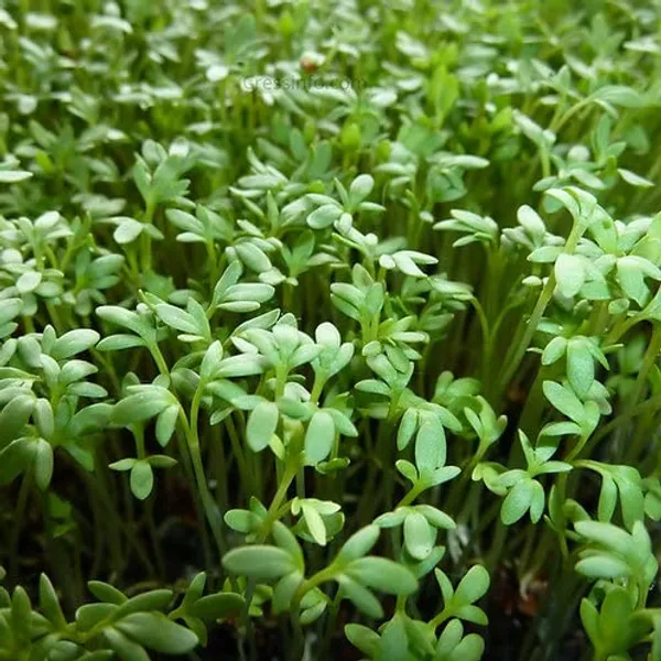 Cress_Commom_Herb_Seeds_-_Pack_Of_3