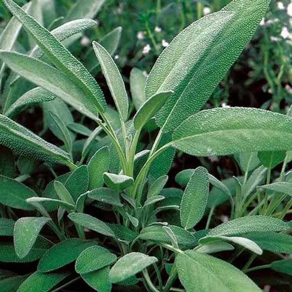 Sage_Broad_Leaf_Seeds__Pack_Of_3