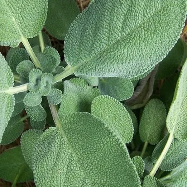 Sage_Broad_Leaf_Seeds__Pack_Of_3