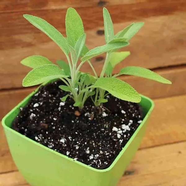 Sage_Broad_Leaf_Seeds__Pack_Of_3