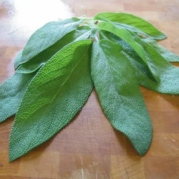 Sage_Broad_Leaf_Seeds__Pack_Of_3