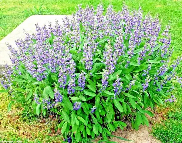 Sage_Broad_Leaf_Seeds__Pack_Of_3