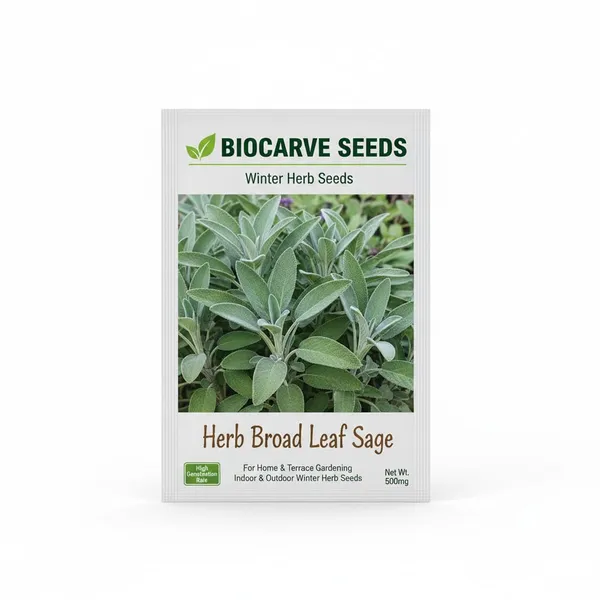 Sage_Broad_Leaf_Seeds__Pack_Of_3