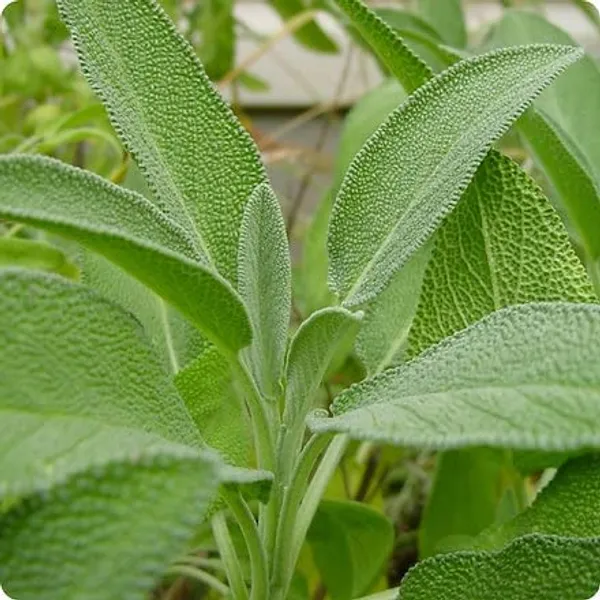 Sage_Broad_Leaf_Seeds__Pack_Of_3