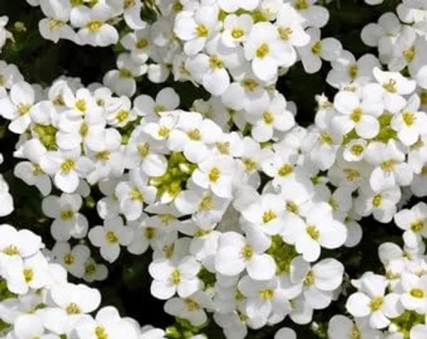 Candytuft_Seeds_-_Pack_Of_2