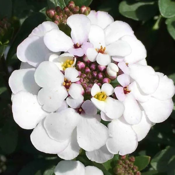Candytuft_Seeds_-_Pack_Of_2
