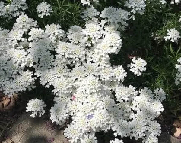 Candytuft_Seeds_-_Pack_Of_2