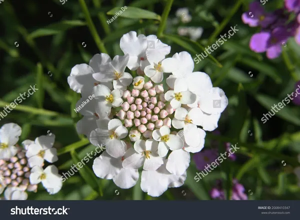 Candytuft_Seeds_-_Pack_Of_2