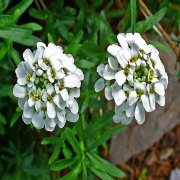 Candytuft_Seeds_-_Pack_Of_2