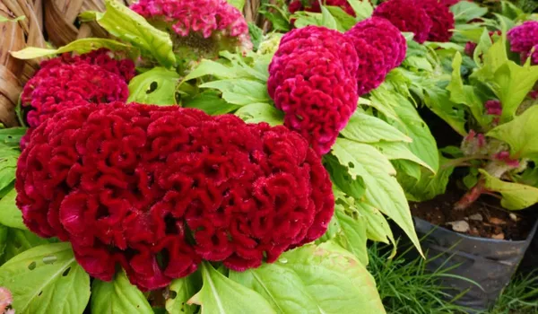 Pack_Of_4_Celosia_Cristata_Cockscomb_Mix__