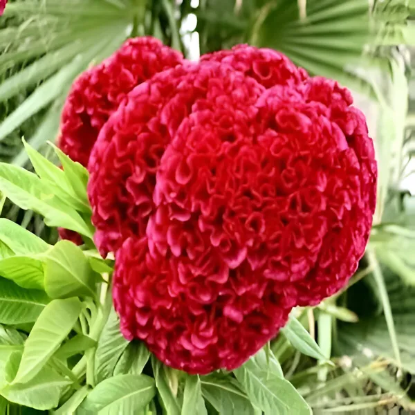 Pack_Of_4_Celosia_Cristata_Cockscomb_Mix__